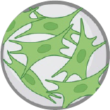 CaHA微晶球示意球